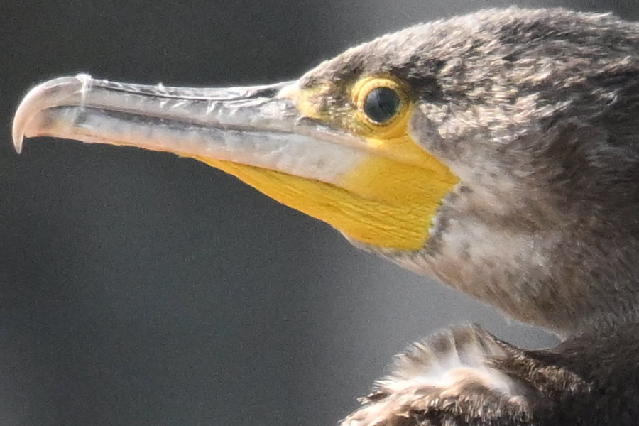 600 mm PF and TC-2.0x 1:1 crop
