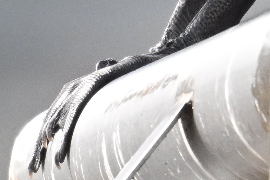 600 mm PF and TC-2.0x 1:1 crop